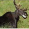 Laughing Moose